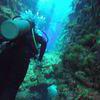 Picture taken during the dive