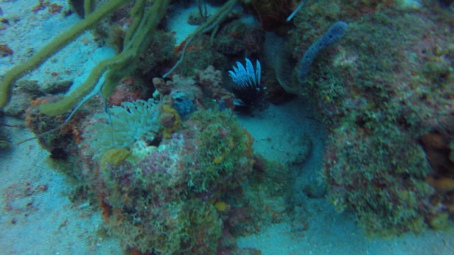 Ocean Encounters West - Dive Center in Netherlands Antilles