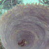 Picture taken during the dive