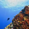 Picture taken during the dive