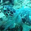 Picture taken during the dive