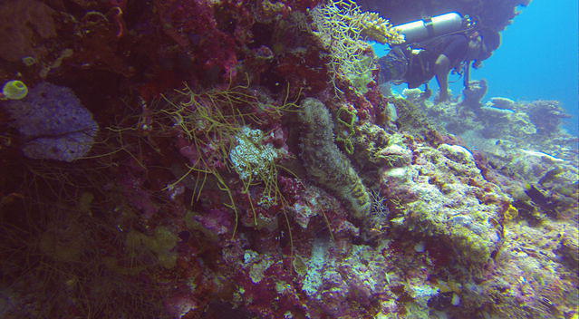 Werner Lau Filitheyo - Dive Center
