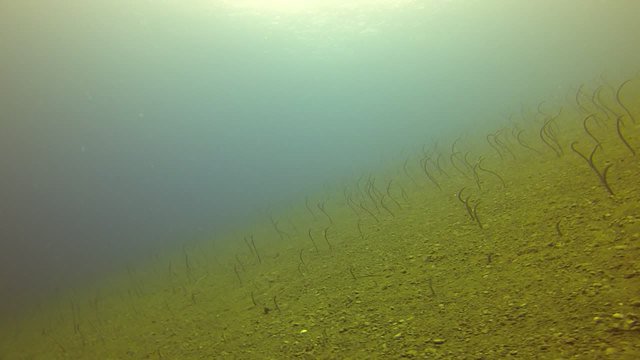 Atmosphere Resorts - Dive Center in Philippines