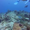 Picture taken during the dive