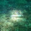 Picture taken during the dive