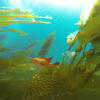 Picture taken during the dive