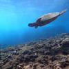 Picture taken during the dive