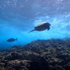Picture taken during the dive