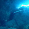 Picture taken during the dive