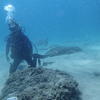 Picture taken during the dive