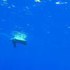 Picture taken during the dive