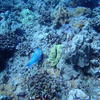 Picture taken during the dive