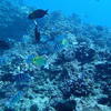 Picture taken during the dive