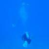 Picture taken during the dive
