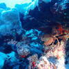 Picture taken during the dive