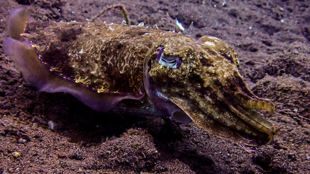 Aqua Dive Paradise - Dive Center in 印度尼西亚