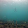 Picture taken during the dive