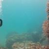 Picture taken during the dive