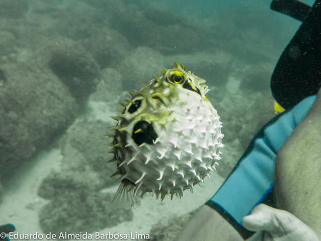 Azul Profundo - Dive Center in Brazil