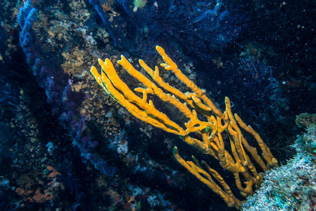 Espace Beuchat - Dive Center in France