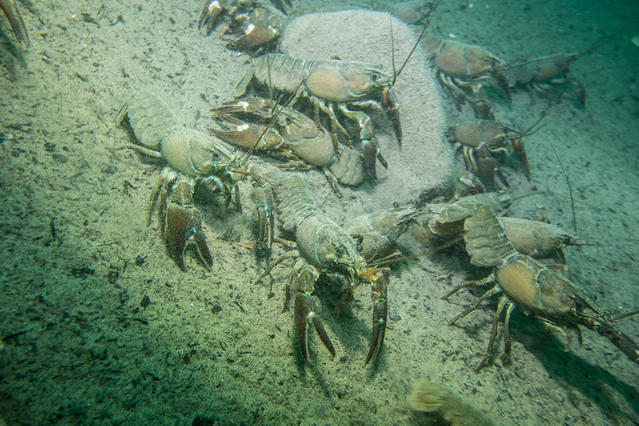 Profil Plongee - Dive Center in 法国