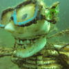 Picture taken during the dive