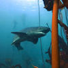 Picture taken during the dive