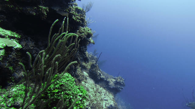 Diving in Îles Caïmans, Grand Cayman - By Alf