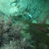 Picture taken during the dive