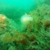 Picture taken during the dive