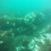 Picture taken during the dive