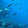 Picture taken during the dive