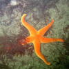 Picture taken during the dive