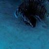 Picture taken during the dive