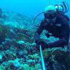 Picture taken during the dive