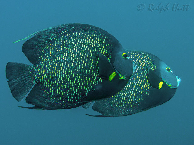 Nautilus - Dive Center