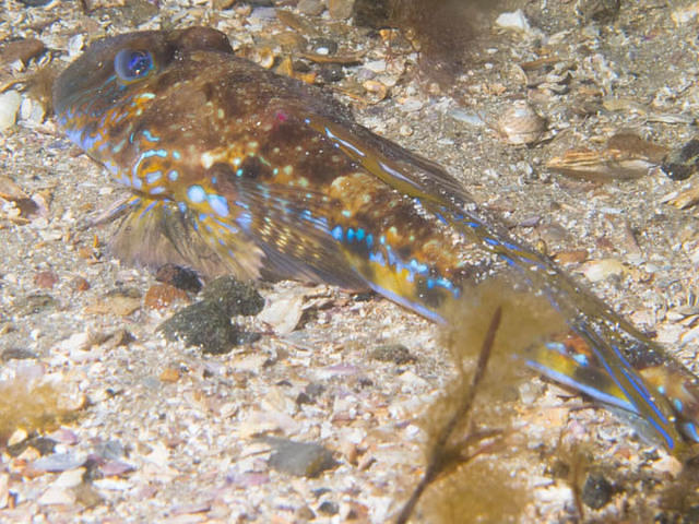 Havbasserne FSU - Dive Center in Dinamarca
