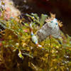 Picture taken during the dive