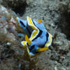 Picture taken during the dive