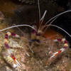 Picture taken during the dive