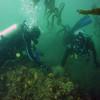Picture taken during the dive