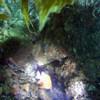 Picture taken during the dive