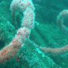Picture taken during the dive
