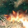 Picture taken during the dive