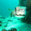 Picture taken during the dive