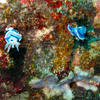 Picture taken during the dive