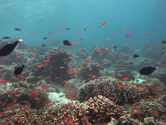 Borneo Divers & Sea Sports-Sabah - Dive Center in Malaisie