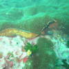 Picture taken during the dive