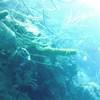 Picture taken during the dive