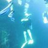 Picture taken during the dive